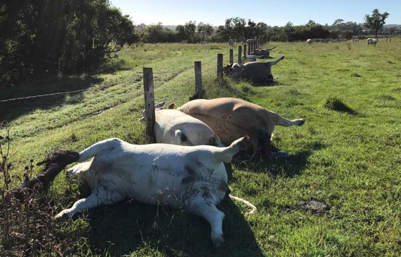 6 vacas de um fazendeiro australiano morreram imediatamente em circunstâncias misteriosas