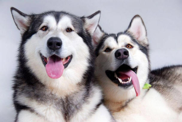 9 coisas sobre cães que você pode não conhecer fatos, cachorro, interessante