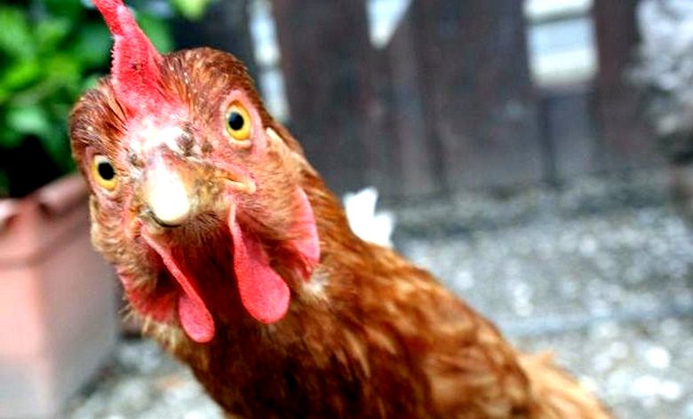 E no restaurante eles vão te servir ... penas de galinha em vez de galinha