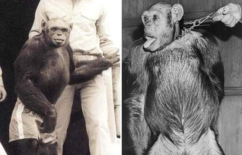 Os americanos cruzaram humanos e chimpanzés há um século