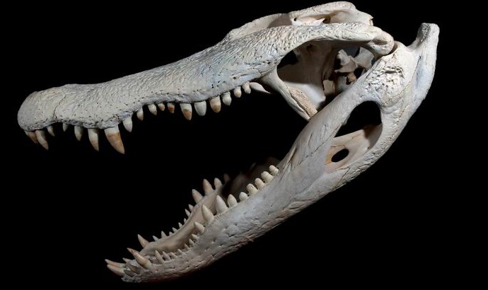Os americanos encontraram os restos de um enorme crocodilo
