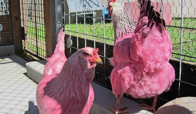 Os americanos não gostaram da piada do dia da mentira com galinhas cor de rosa