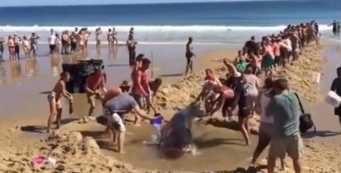 Os americanos salvaram o tubarão, puxando uma trincheira na praia