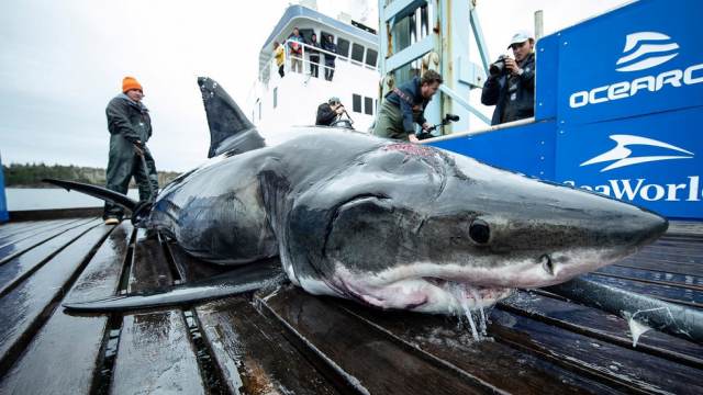 Os americanos pegaram um tubarão gigante, atingido por um monstro maior