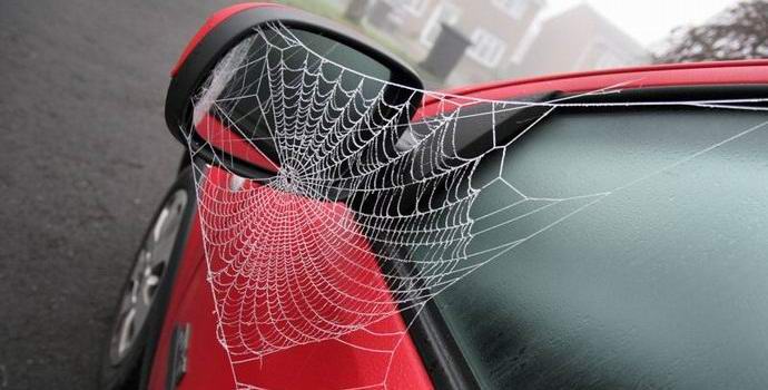 Um americano quase queimou um posto de gasolina na tentativa de matar uma aranha