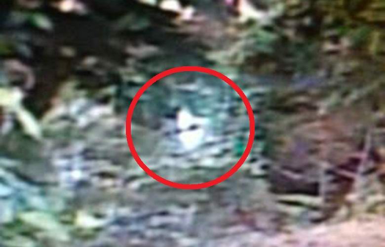 American afirma ter fotografado um alienígena