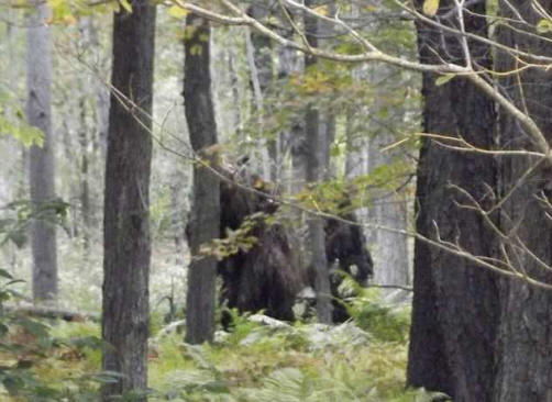 O americano filmou na floresta de enormes criaturas peludas