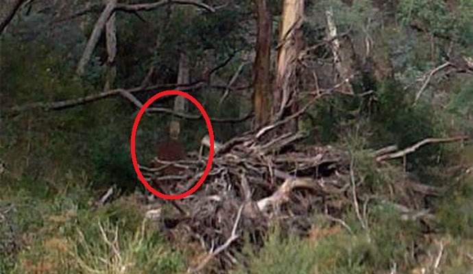 O australiano fotografou um fantasma na floresta