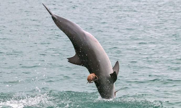 Polvo australiano monta um golfinho