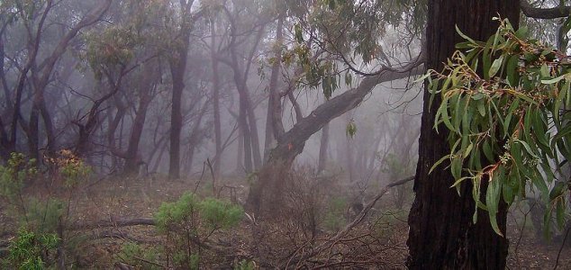 O viajante australiano tirou uma foto de um fantasma na floresta