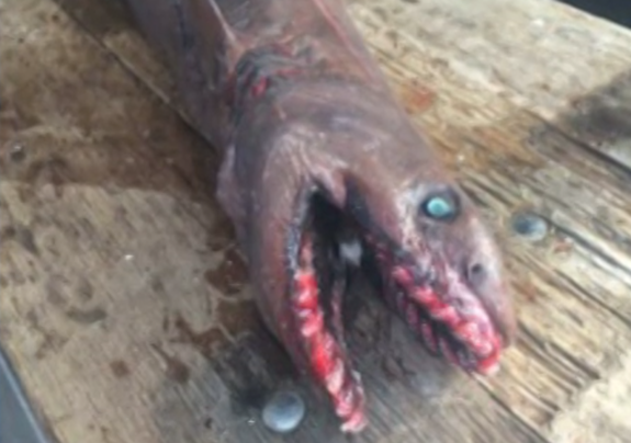 Pescador australiano pegou um tubarão em filmes de terror