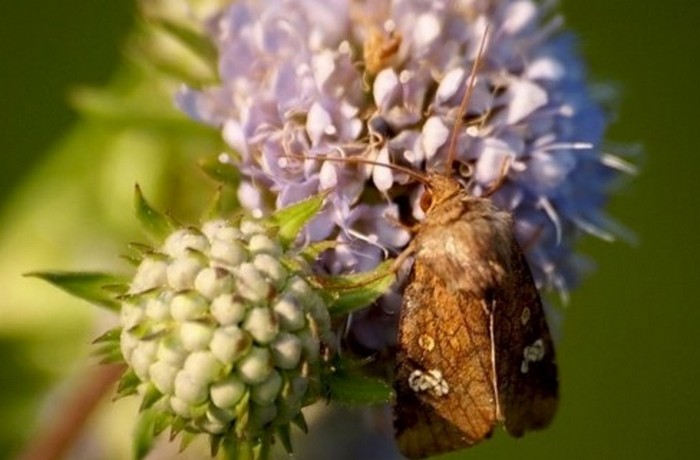 Borboleta vampira, ou colher