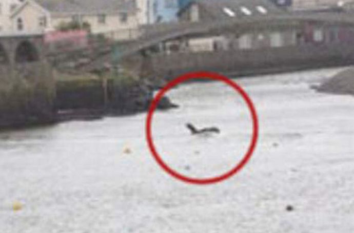 O monstro de Barmouth pode se tornar um competidor do monstro de Loch Ness