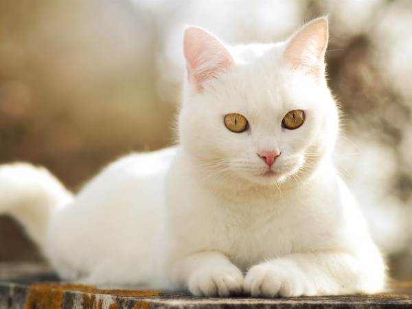 um gato branco cruzou a estrada 
