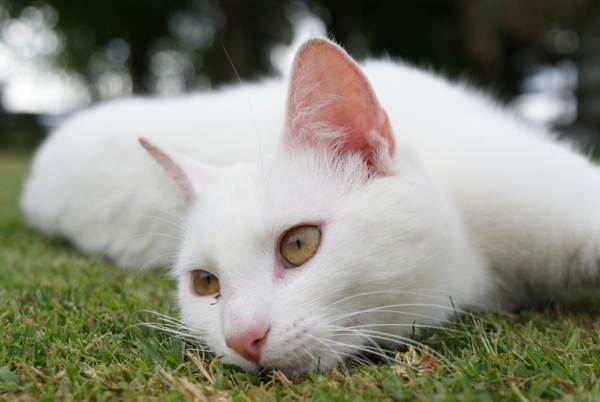 presságios de gato branco 
