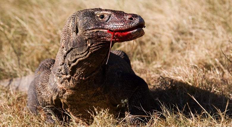 Turista belga engolido por um pangolim gigante