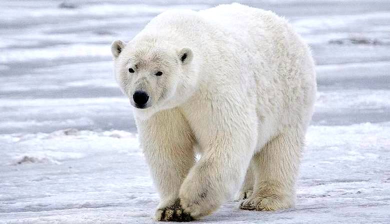 O urso polar atacou sem sucesso o fotógrafo escocês