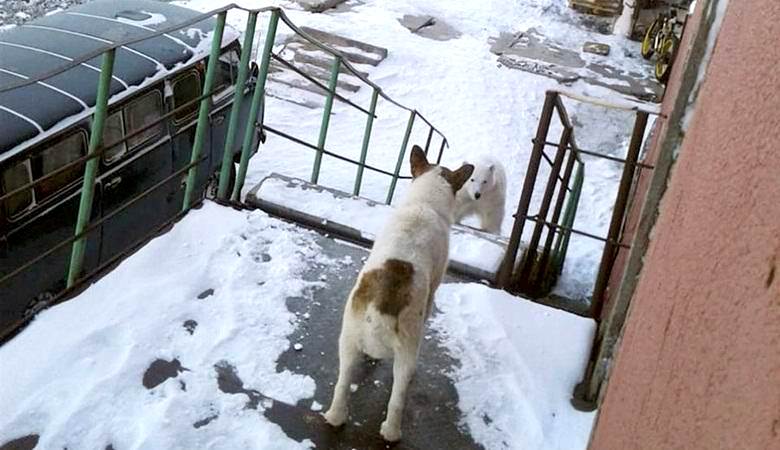 O urso polar entrou na entrada da casa da vila russa