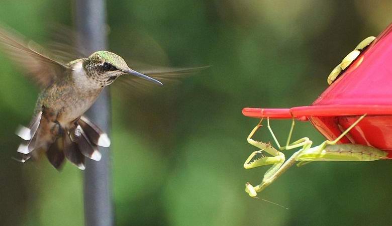 Mantis, ao que parece, voluntariamente come pássaros