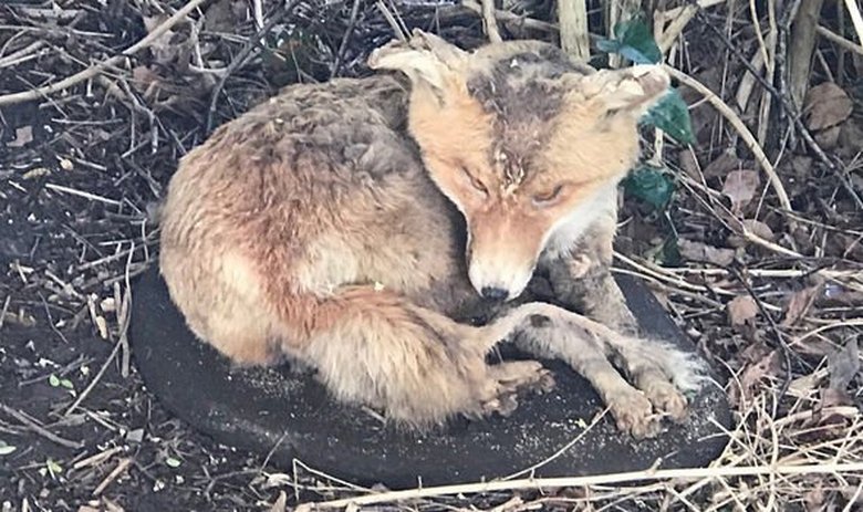 Os britânicos notaram uma raposa vivendo debaixo do mato e chamaram seus socorristas, mas a preocupação deles foi em vão
