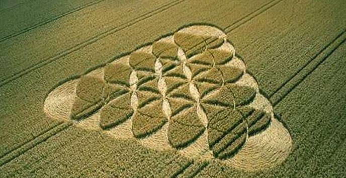 As autoridades britânicas colocam círculos nos campos para chamá-los de falsificações