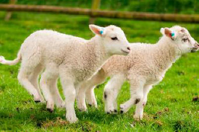 Agricultor britânico cria com sucesso cordeiros de seis patas