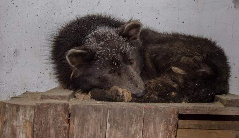 Chelyabinsk híbrido de um urso e um cachorro surpreendeu os cientistas