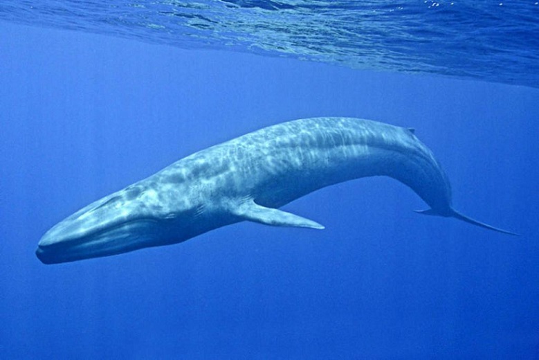 O número de baleias azuis aumentou dramaticamente