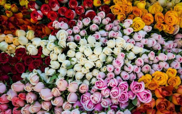 significado da cor rosa 