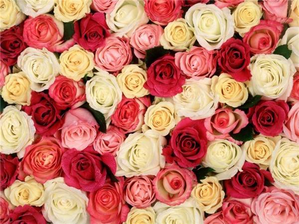 rosas rosa, vermelhas, brancas 
