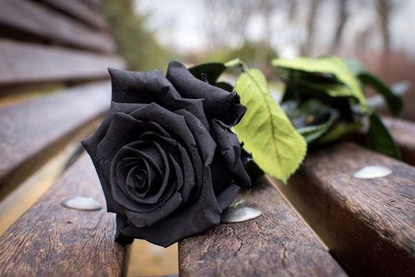 Rosa preta 