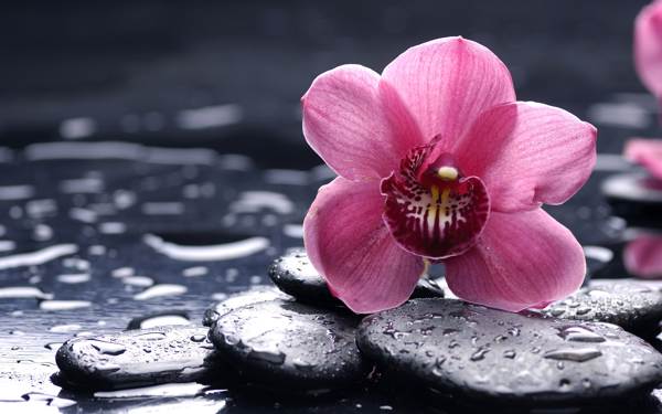 orquídea em casa 