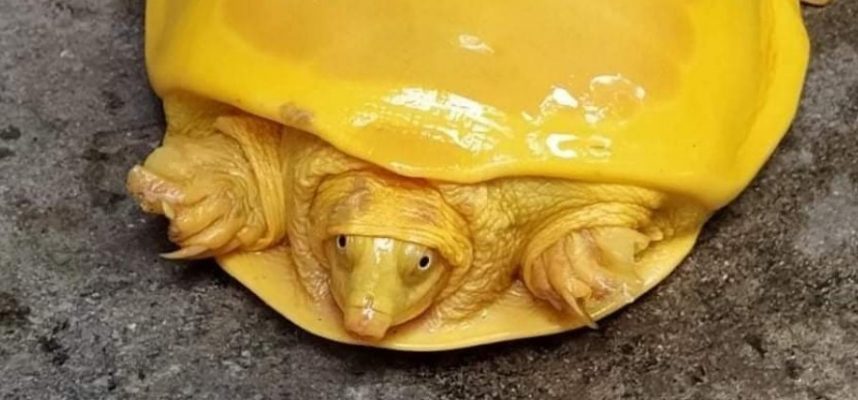 O que aconteceu com esta tartaruga amarela engraçada encontrada na Índia? 