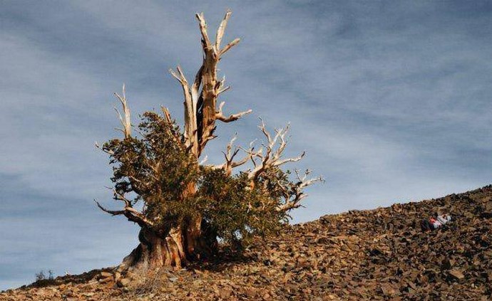 Árvores de vida longa com milhares de anos