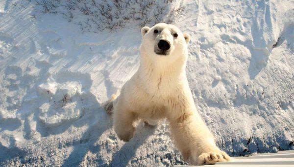 Ataques de urso selvagem  