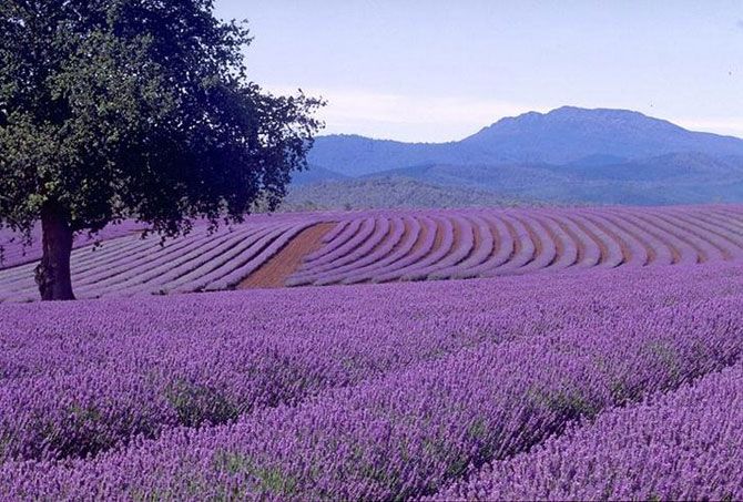 Para aumentar a confiança em si mesmo - use lavanda