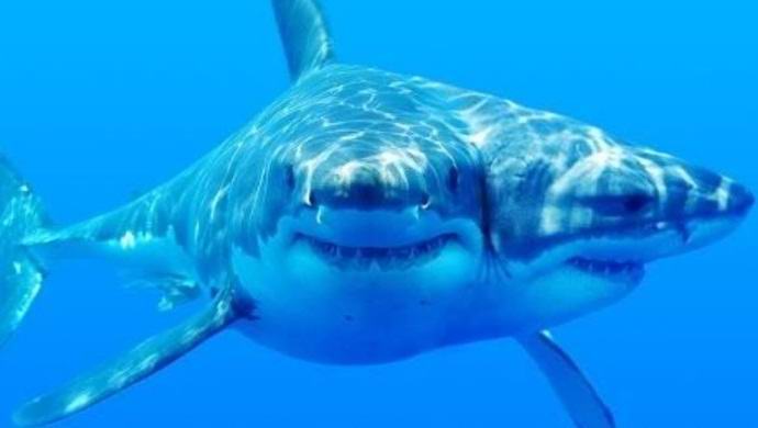 Tubarões de duas cabeças nascem com mais frequência