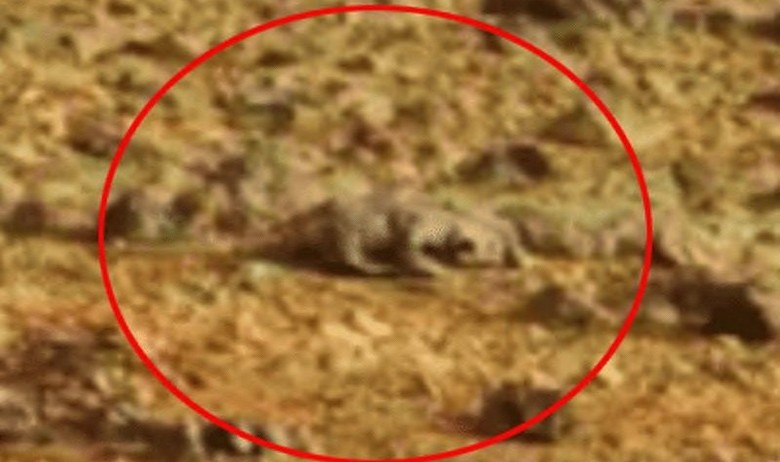 Outro lagarto marciano