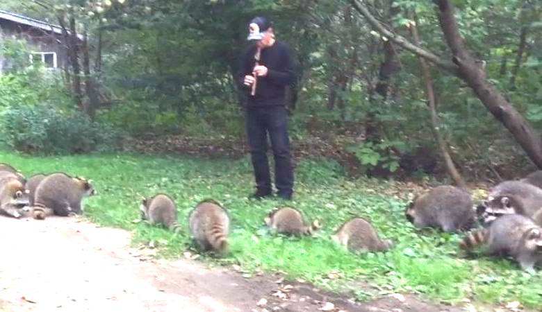 O flautista desenha guaxinins selvagens com uma estranha serenata