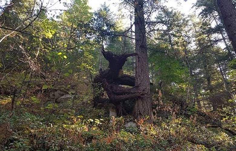 A foto de um duende terrível intrigou os usuários da Web