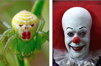 O fotógrafo encontrou uma aranha muito parecida com um palhaço