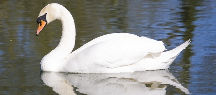 O patinho feio se transforma em um lindo cisne novamente