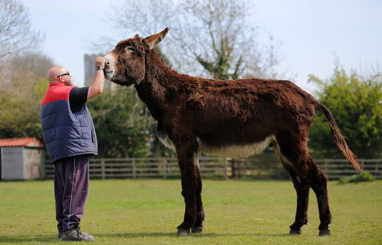 Um burro gigante foi criado em uma reserva inglesa