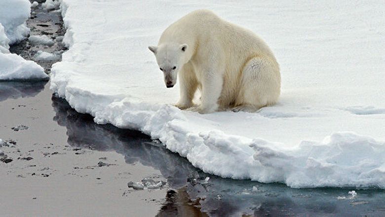 O aquecimento global é mais perigoso para os verdadeiros cientistas do que para os ursos polares