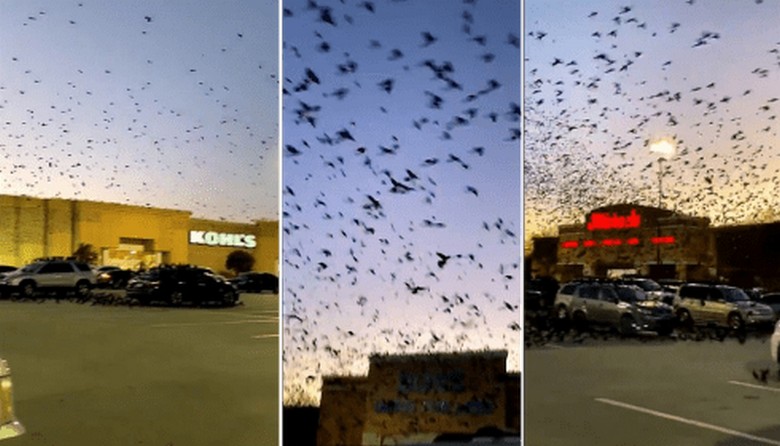 A cidade de Houston está passando por uma invasão de pássaros pretos