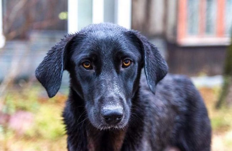 Um cachorro vadio impediu o ladrão