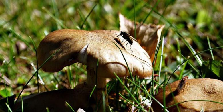 O cogumelo parasita come o cérebro de sua vítima