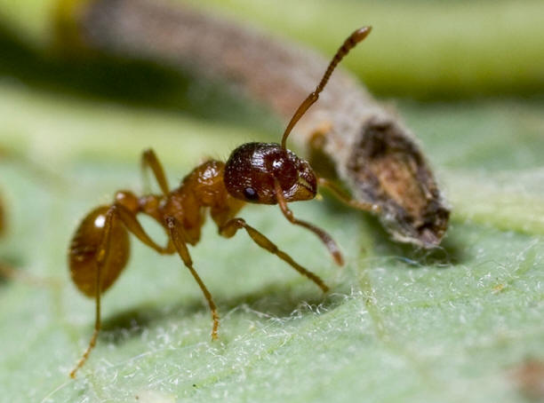 Os fungos Cordyceps são os que transformam insetos em zumbis.