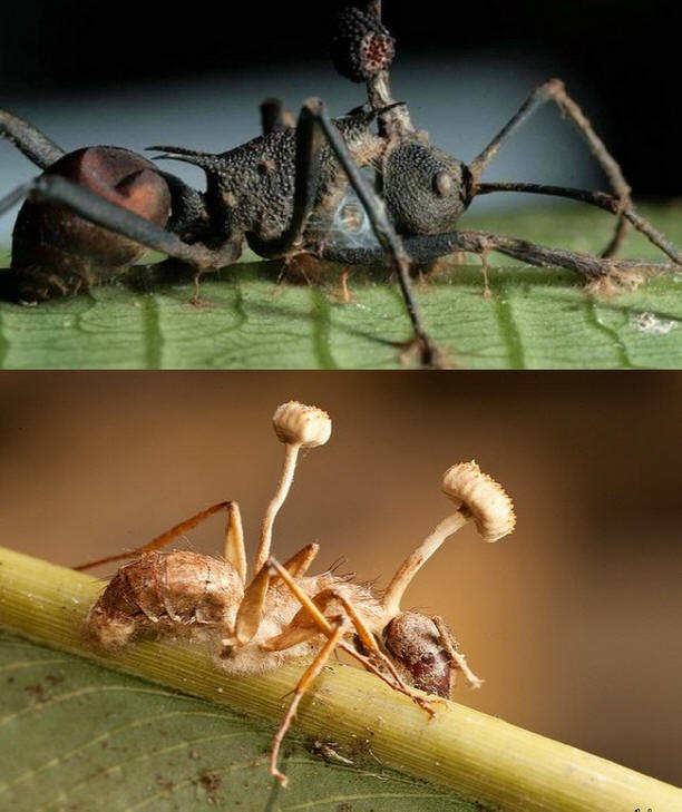 Os fungos Cordyceps são os que transformam insetos em zumbis.