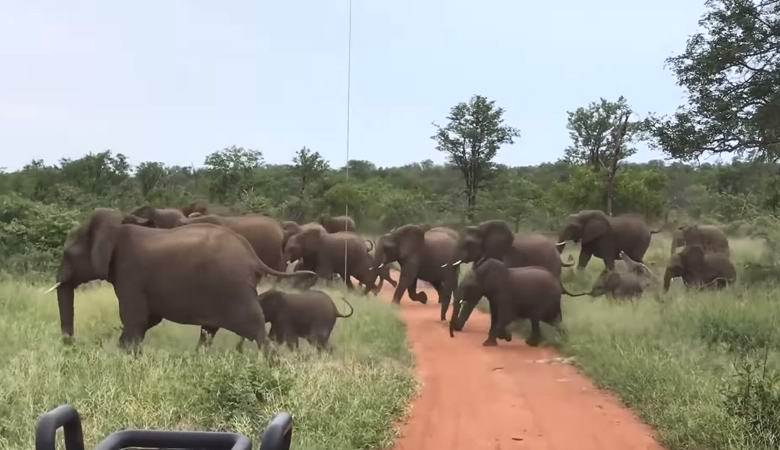 Um grupo de turistas estava no meio de uma manada de elefantes